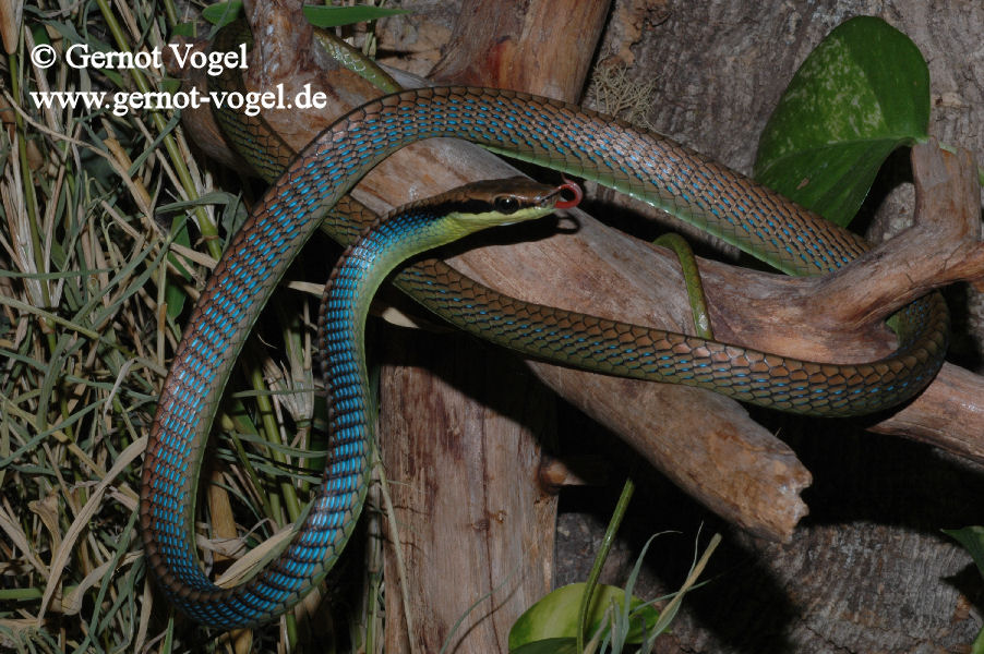 Dendrelaphis cyanochloris